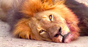 Cecil-the-lion-