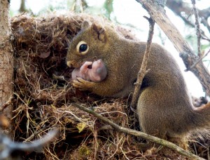 fig-1-gorrell-red-squirrel