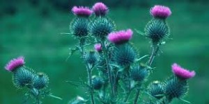 purple thistle