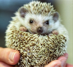 hedgehogweb1