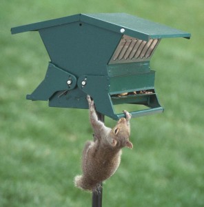 squirrel on birdfeeder