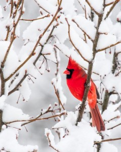 cardinal in snow