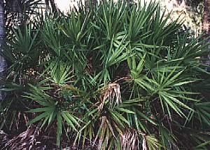 palmettos