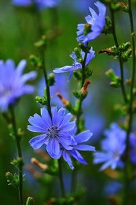 chicory