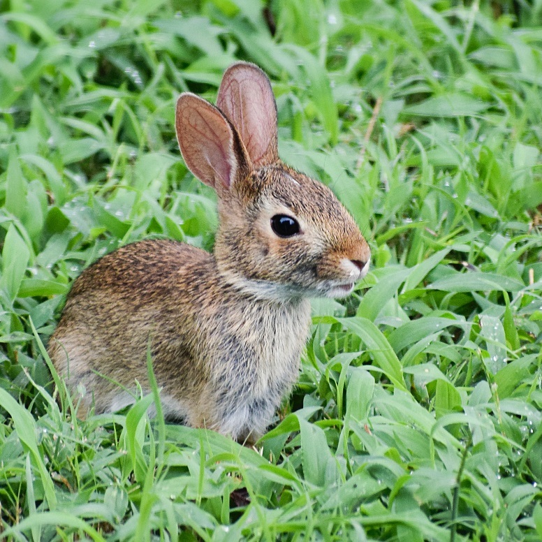 Of Rabbits at Daybreak | Jennie Ivey